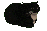 maxwell rotating gif